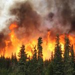 California halts insurance non-renewals in wildfire areas